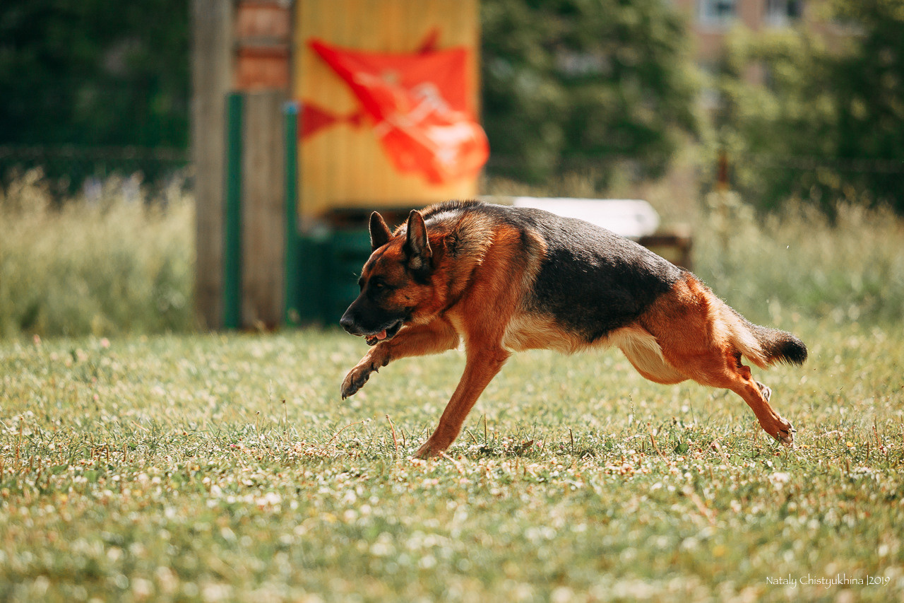 Соревнования по мондьорингу. Фотограф-анималист Наталия Чистюхина в г. Сосновый Бор и ЛО