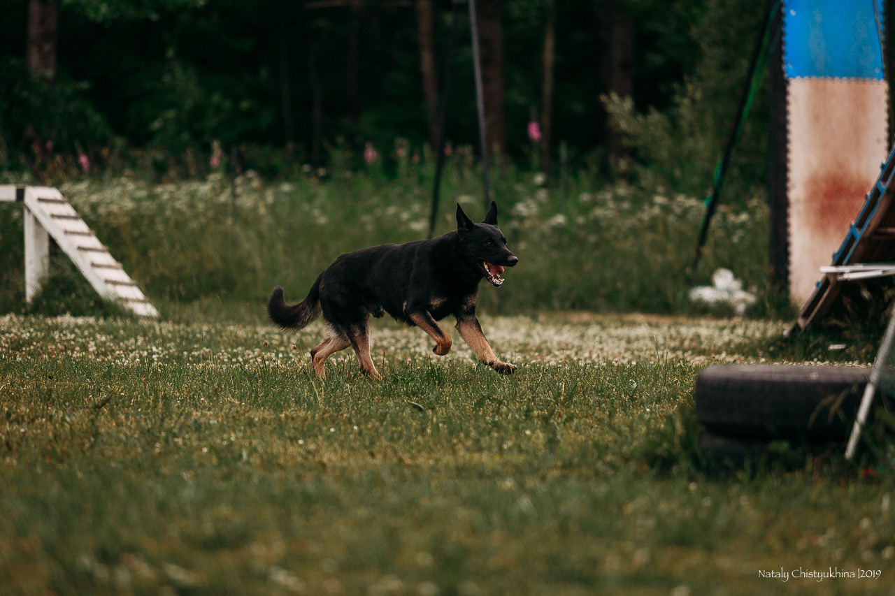 Соревнования по мондьорингу. Фотограф-анималист Наталия Чистюхина в г. Сосновый Бор и ЛО