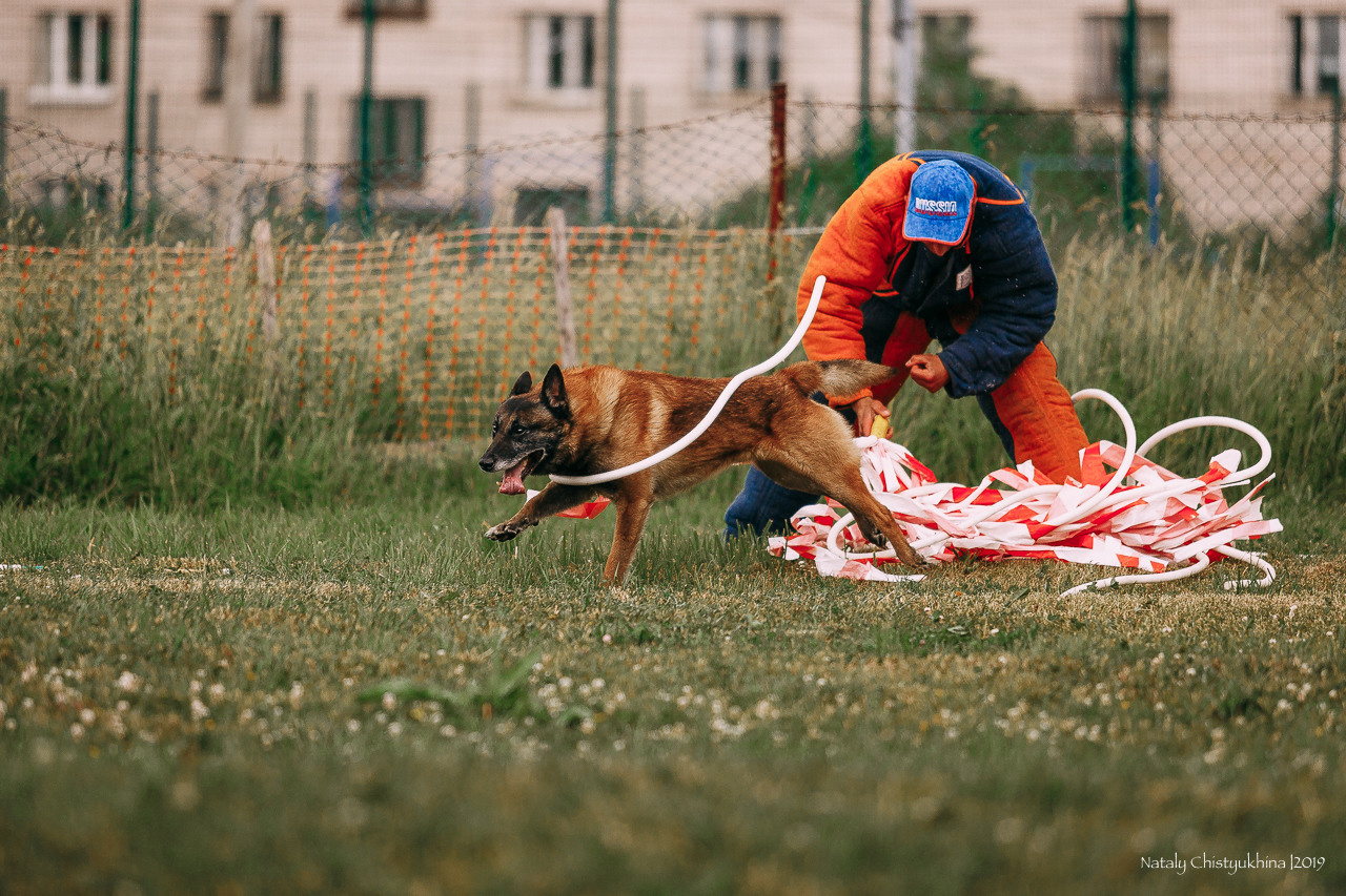 Соревнования по мондьорингу. Фотограф-анималист Наталия Чистюхина в г. Сосновый Бор и ЛО