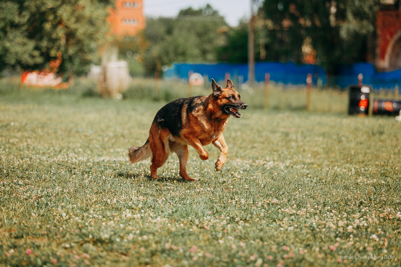 Соревнования по мондьорингу. Фотограф-анималист Наталия Чистюхина в г. Сосновый Бор и ЛО
