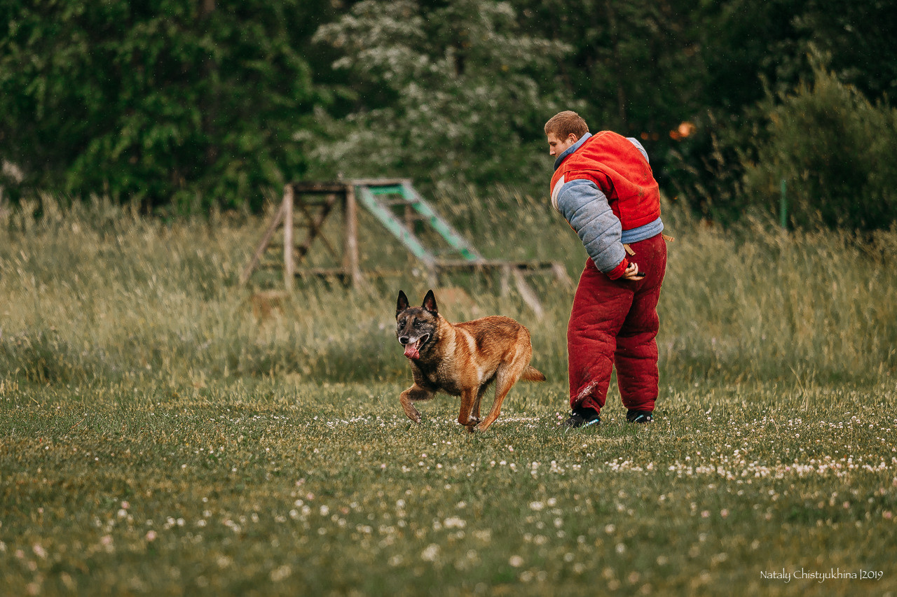 Соревнования по мондьорингу. Фотограф-анималист Наталия Чистюхина в г. Сосновый Бор и ЛО