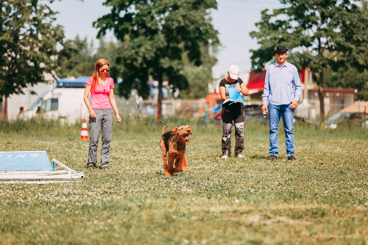 Соревнования по мондьорингу. Фотограф-анималист Наталия Чистюхина в г. Сосновый Бор и ЛО