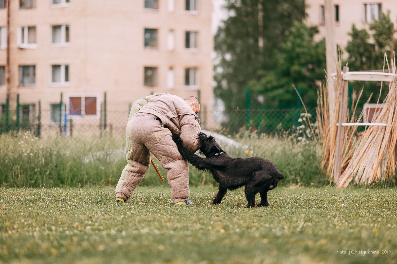 Соревнования БРР. Фотограф-анималист Наталия Чистюхина в г. Сосновый Бор и ЛО