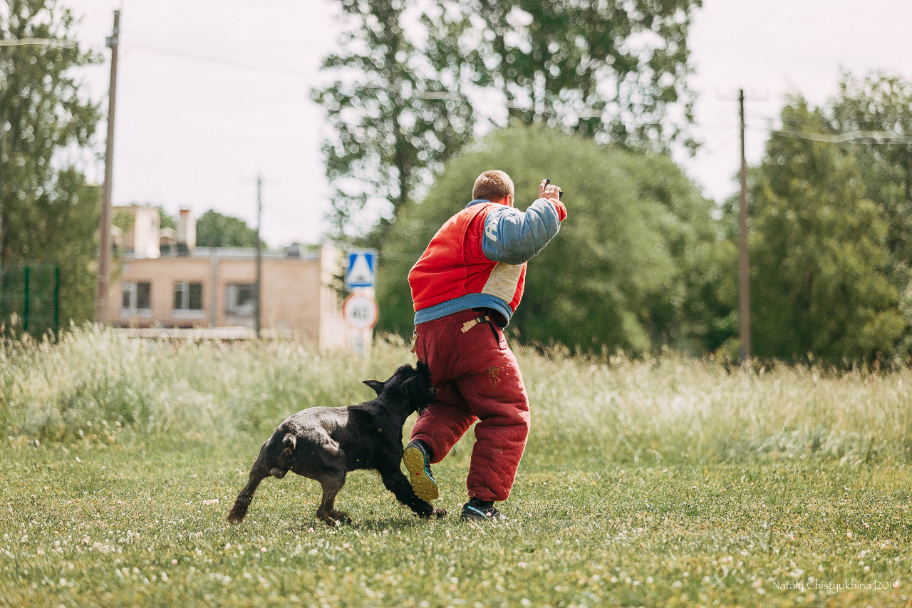Соревнования по мондьорингу. Фотограф-анималист Наталия Чистюхина в г. Сосновый Бор и ЛО