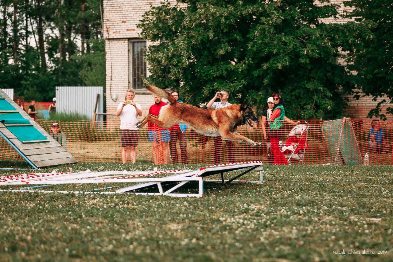 Соревнования по мондьорингу. Фотограф-анималист Наталия Чистюхина в г. Сосновый Бор и ЛО