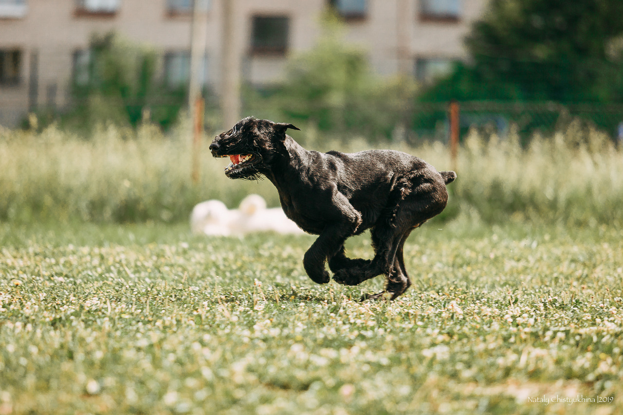 Соревнования по мондьорингу. Фотограф-анималист Наталия Чистюхина в г. Сосновый Бор и ЛО