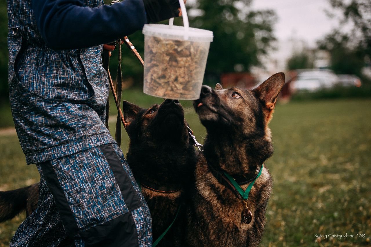Соревнования БРР. Фотограф-анималист Наталия Чистюхина в г. Сосновый Бор и ЛО