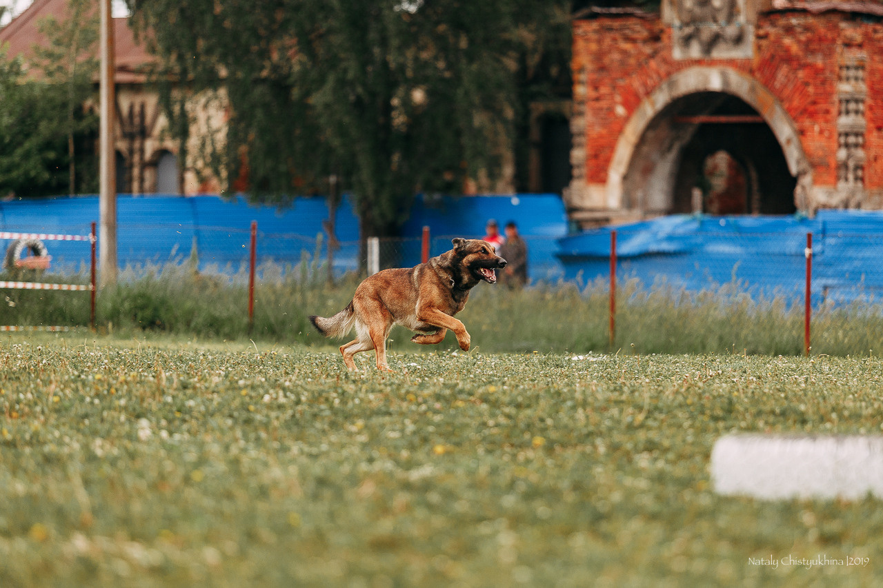 Соревнования БРР. Фотограф-анималист Наталия Чистюхина в г. Сосновый Бор и ЛО