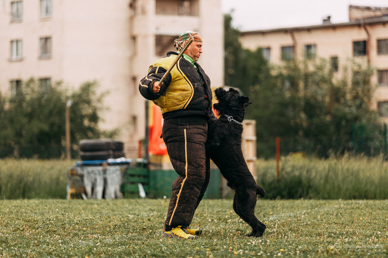 Соревнования БРР. Фотограф-анималист Наталия Чистюхина в г. Сосновый Бор и ЛО