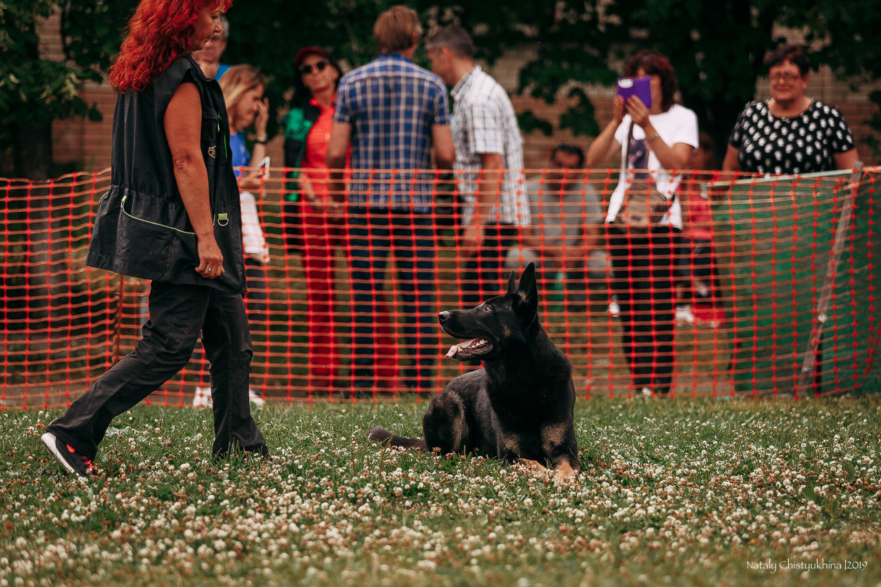 Соревнования по мондьорингу. Фотограф-анималист Наталия Чистюхина в г. Сосновый Бор и ЛО