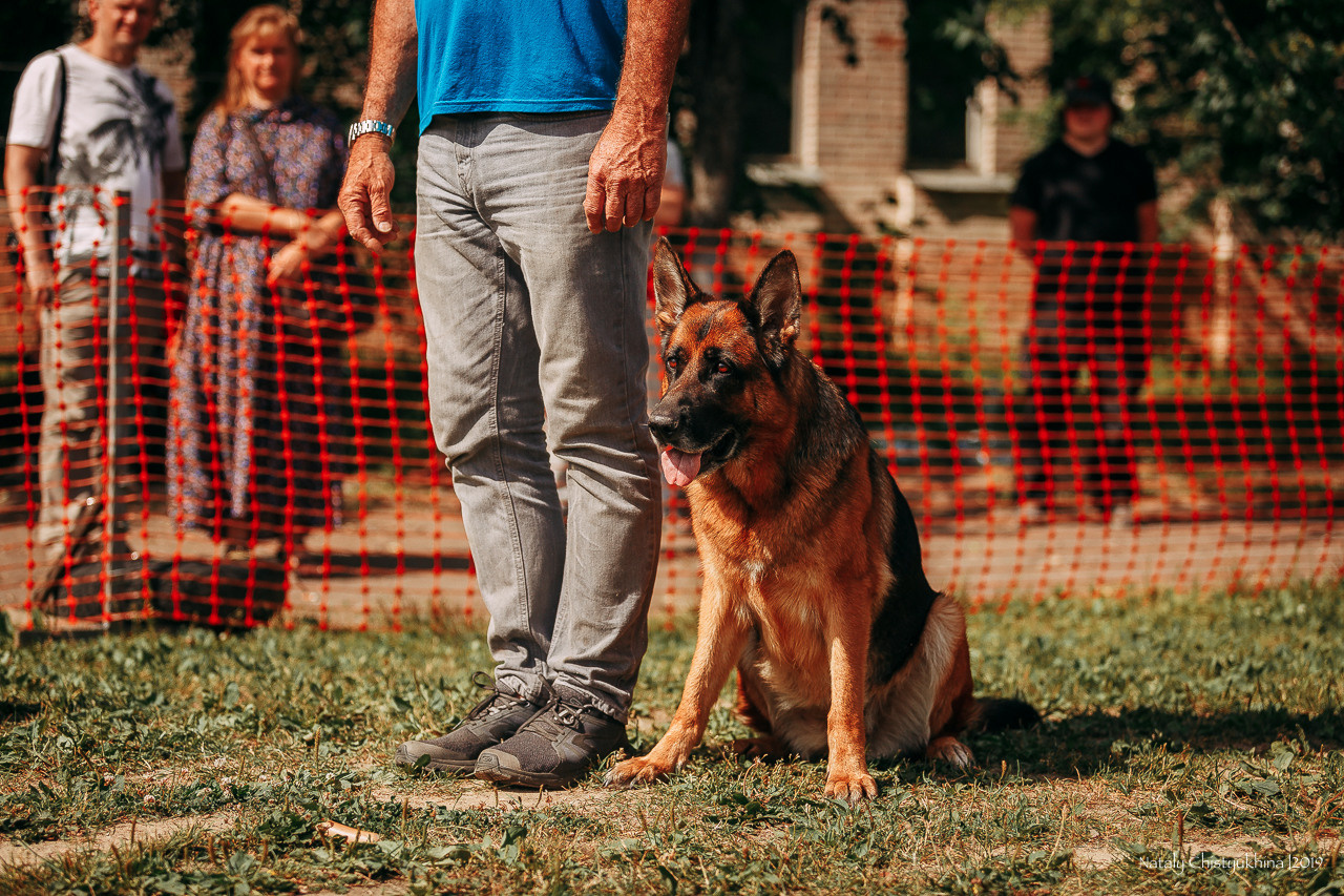 Соревнования по мондьорингу. Фотограф-анималист Наталия Чистюхина в г. Сосновый Бор и ЛО