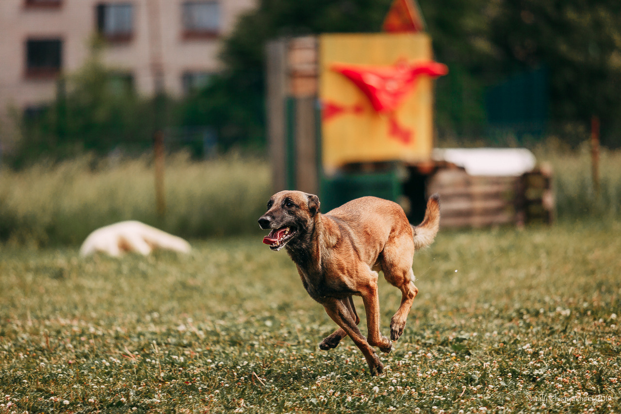 Соревнования по мондьорингу. Фотограф-анималист Наталия Чистюхина в г. Сосновый Бор и ЛО