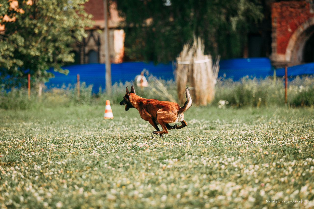 Соревнования по мондьорингу. Фотограф-анималист Наталия Чистюхина в г. Сосновый Бор и ЛО
