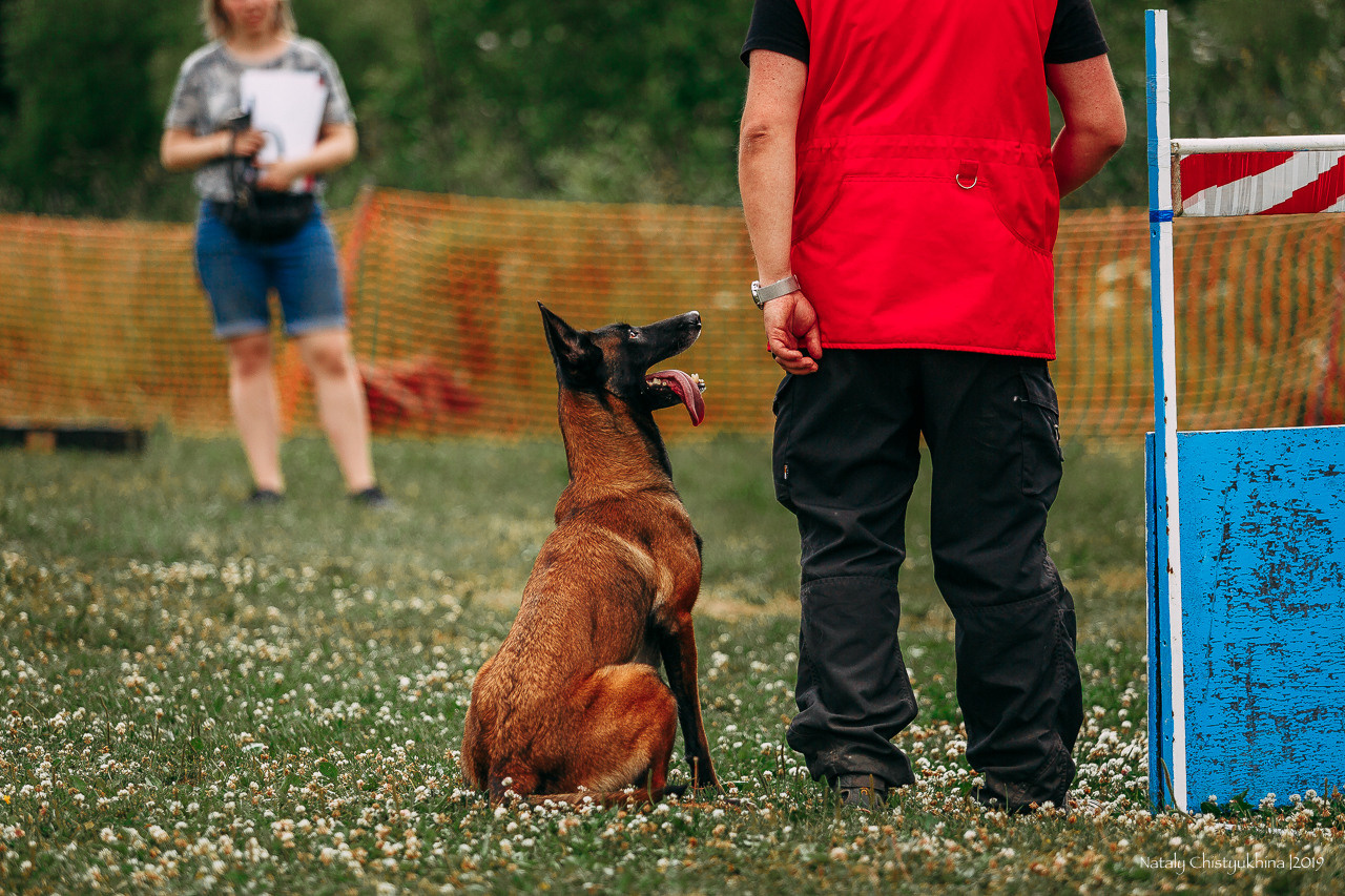 Соревнования по мондьорингу. Фотограф-анималист Наталия Чистюхина в г. Сосновый Бор и ЛО