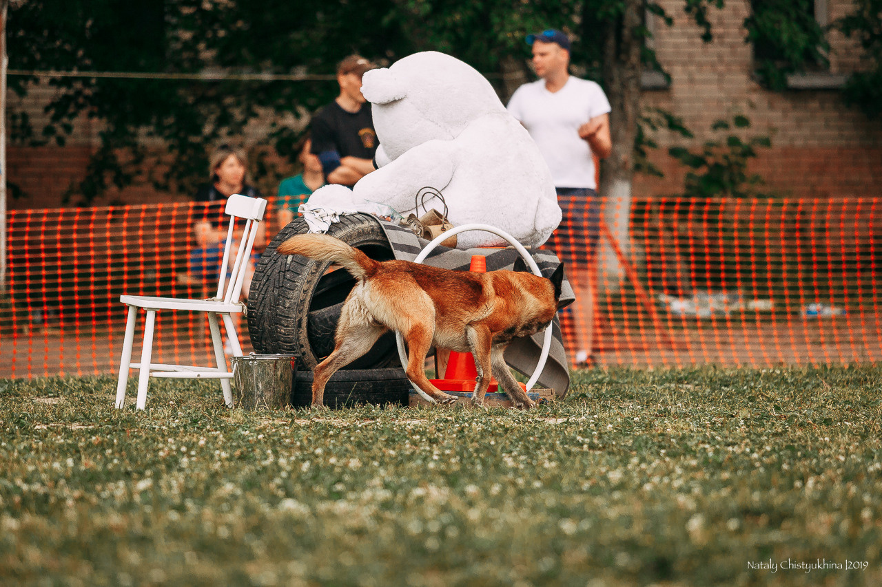 Соревнования по мондьорингу. Фотограф-анималист Наталия Чистюхина в г. Сосновый Бор и ЛО