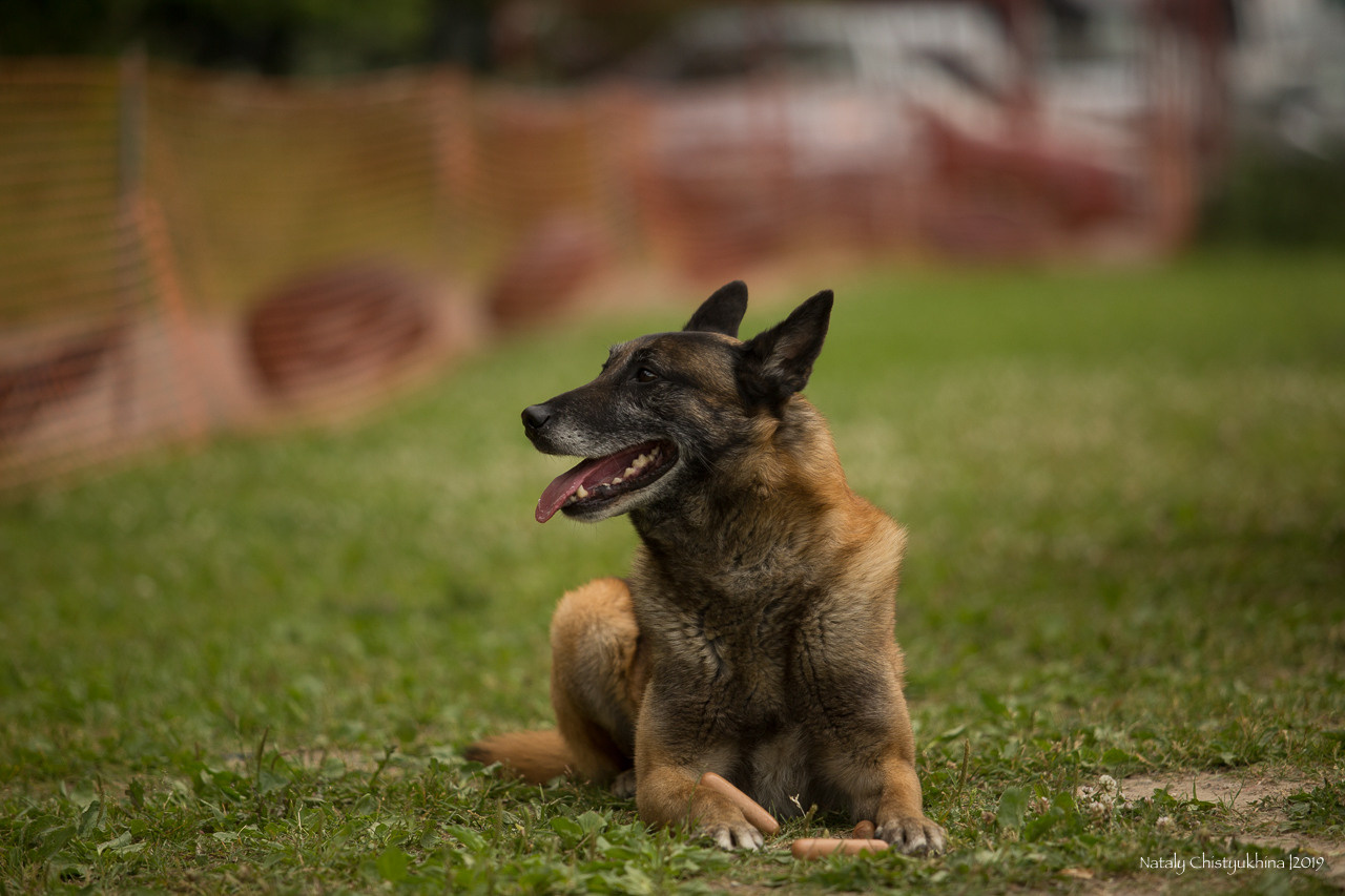 Соревнования по мондьорингу. Фотограф-анималист Наталия Чистюхина в г. Сосновый Бор и ЛО
