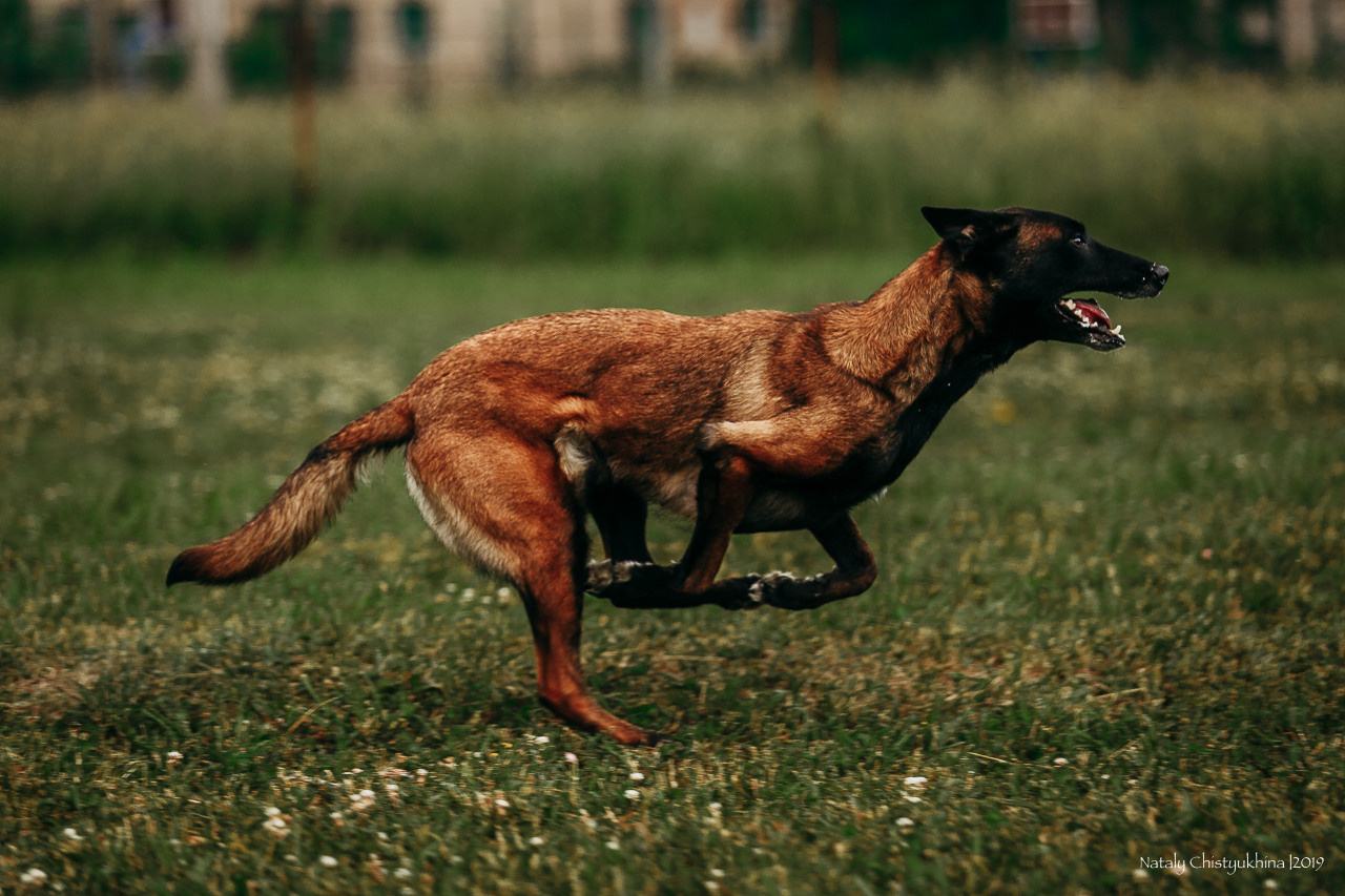 Соревнования по мондьорингу. Фотограф-анималист Наталия Чистюхина в г. Сосновый Бор и ЛО
