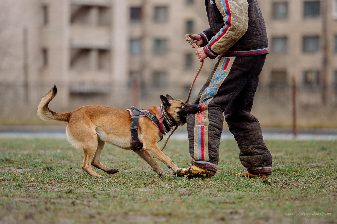 Семинары по мондио. Фотограф-анималист Наталия Чистюхина в г. Сосновый Бор и ЛО