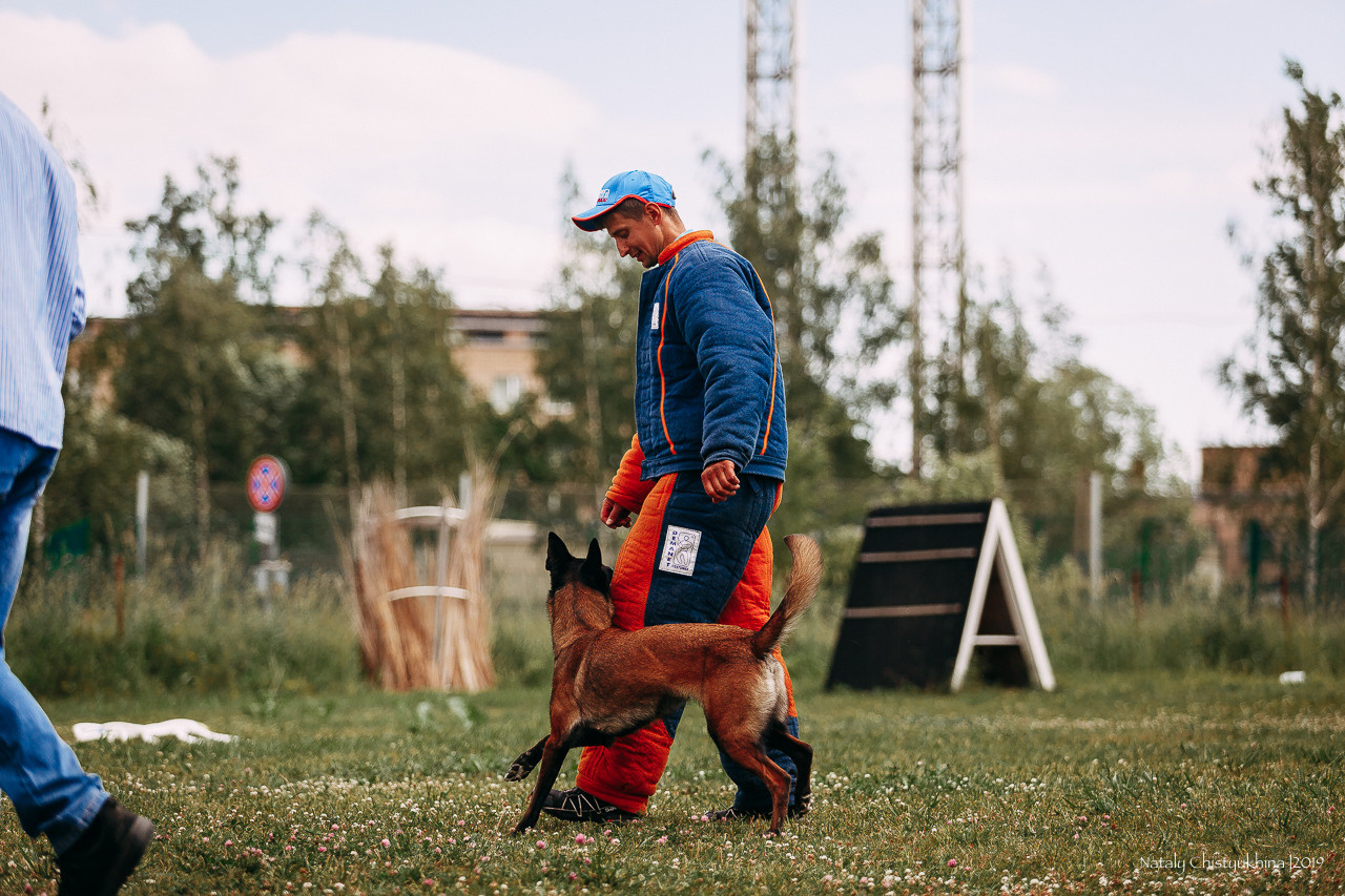 Соревнования по мондьорингу. Фотограф-анималист Наталия Чистюхина в г. Сосновый Бор и ЛО
