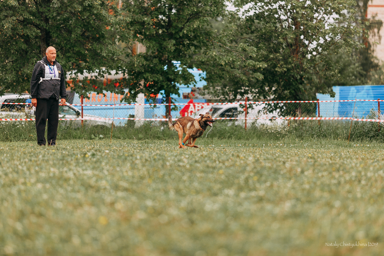 Соревнования БРР. Фотограф-анималист Наталия Чистюхина в г. Сосновый Бор и ЛО