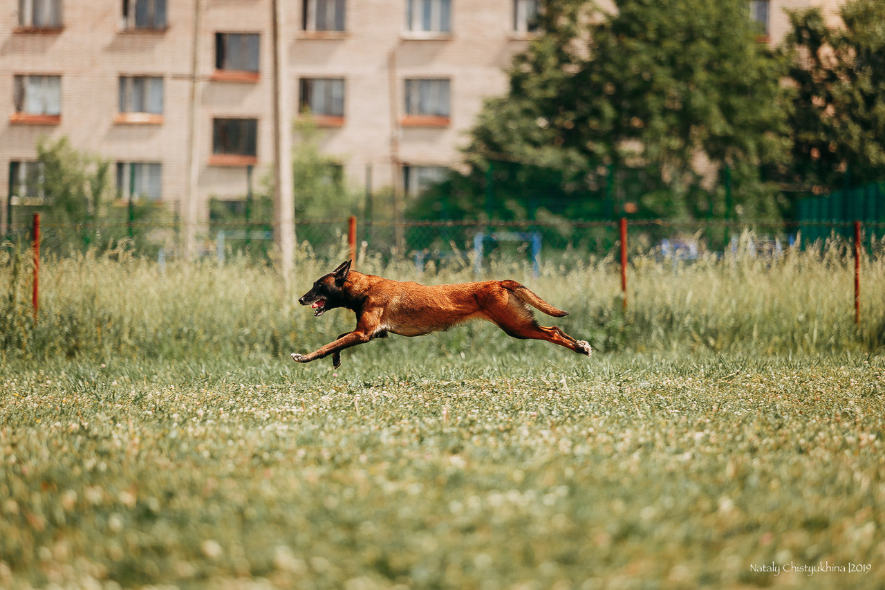 Соревнования по мондьорингу. Фотограф-анималист Наталия Чистюхина в г. Сосновый Бор и ЛО