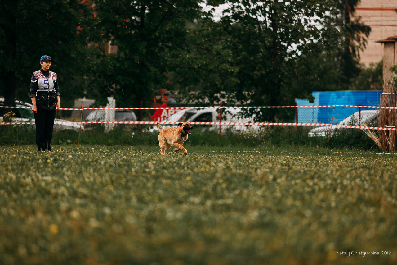 Соревнования БРР. Фотограф-анималист Наталия Чистюхина в г. Сосновый Бор и ЛО