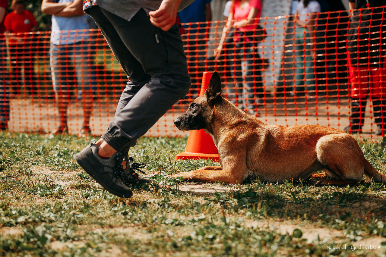 Соревнования по мондьорингу. Фотограф-анималист Наталия Чистюхина в г. Сосновый Бор и ЛО