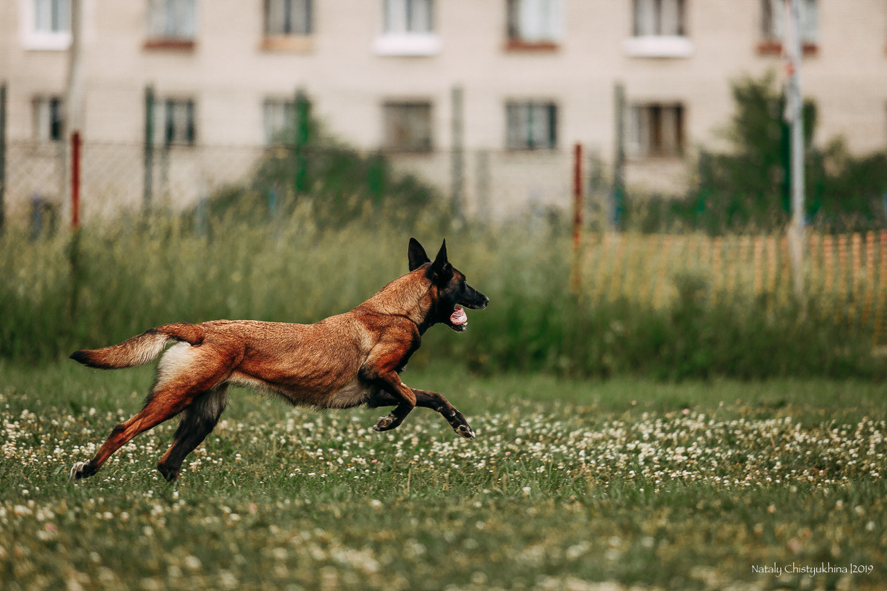 Соревнования по мондьорингу. Фотограф-анималист Наталия Чистюхина в г. Сосновый Бор и ЛО
