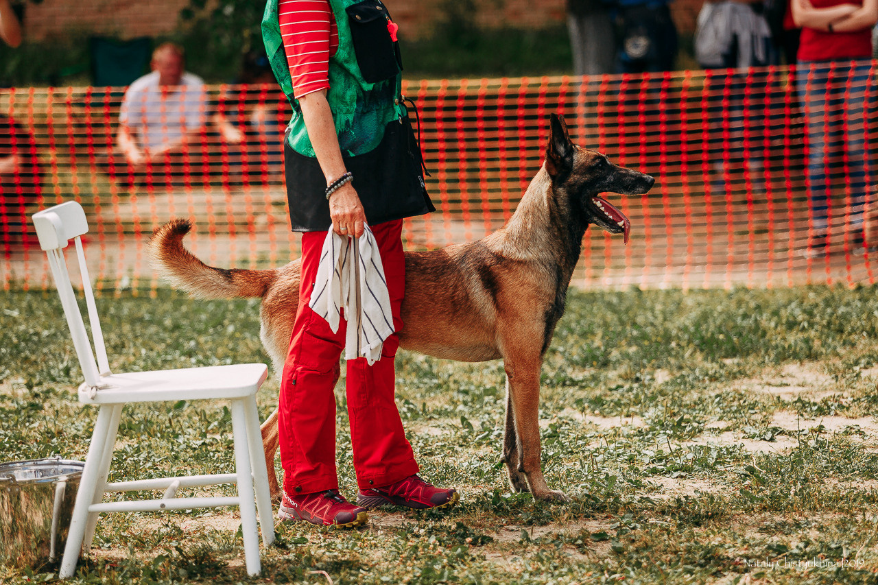 Соревнования по мондьорингу. Фотограф-анималист Наталия Чистюхина в г. Сосновый Бор и ЛО