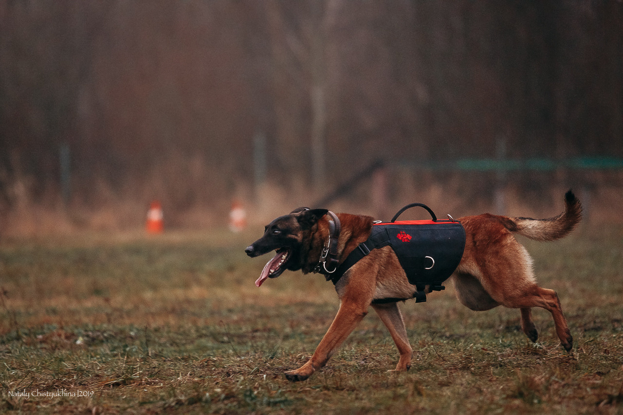 Семинары по мондио. Фотограф-анималист Наталия Чистюхина в г. Сосновый Бор и ЛО