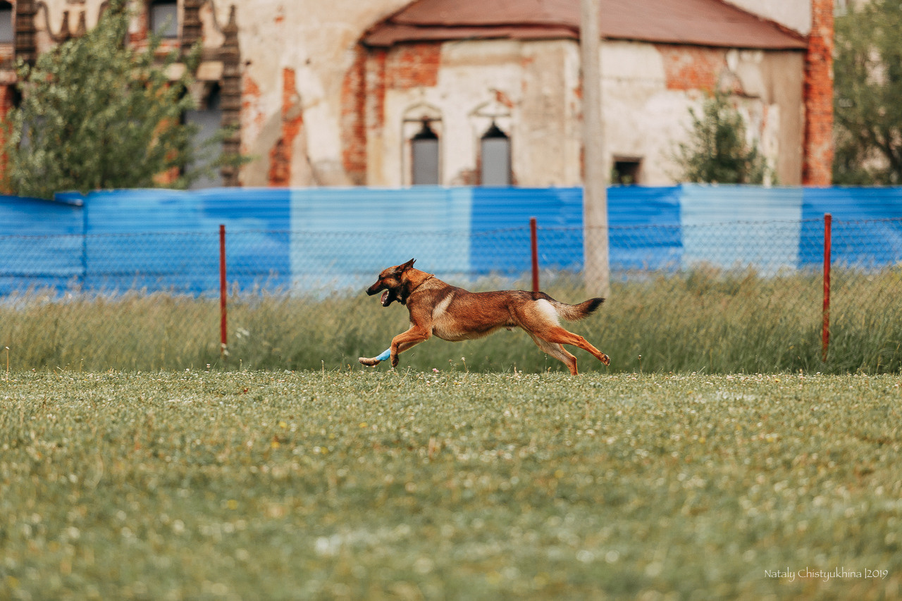 Соревнования БРР. Фотограф-анималист Наталия Чистюхина в г. Сосновый Бор и ЛО