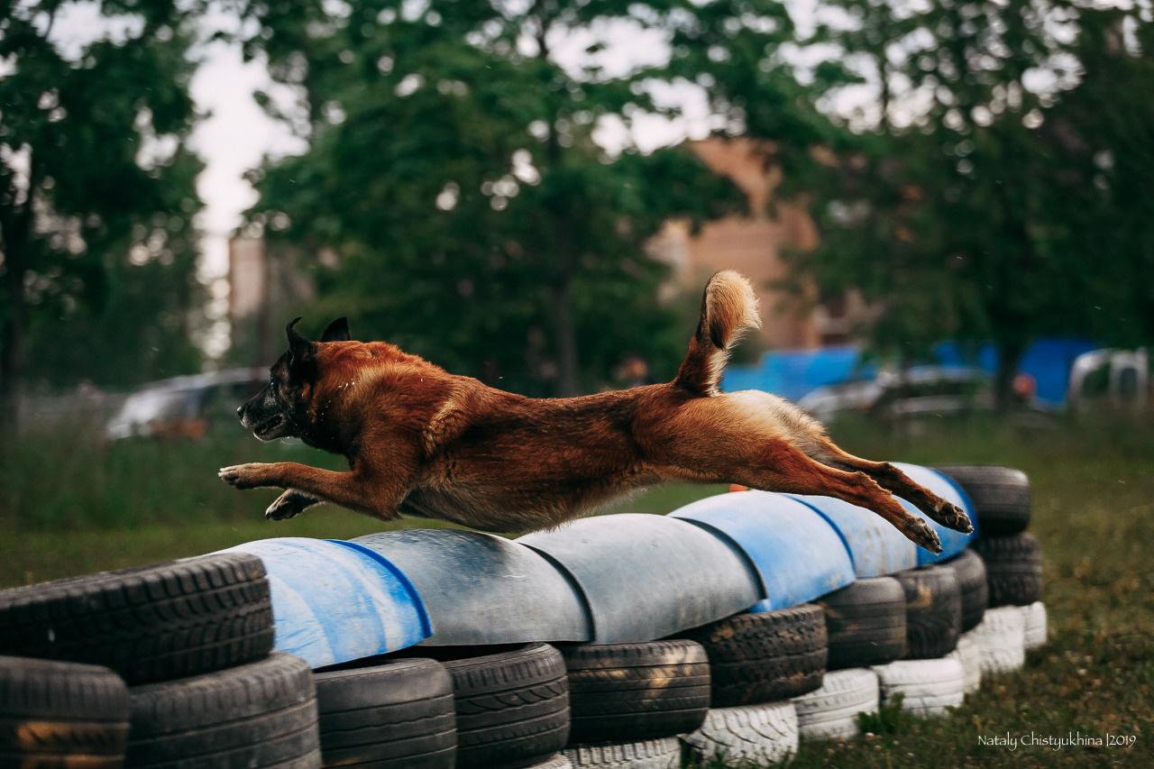 Соревнования по мондьорингу. Фотограф-анималист Наталия Чистюхина в г. Сосновый Бор и ЛО