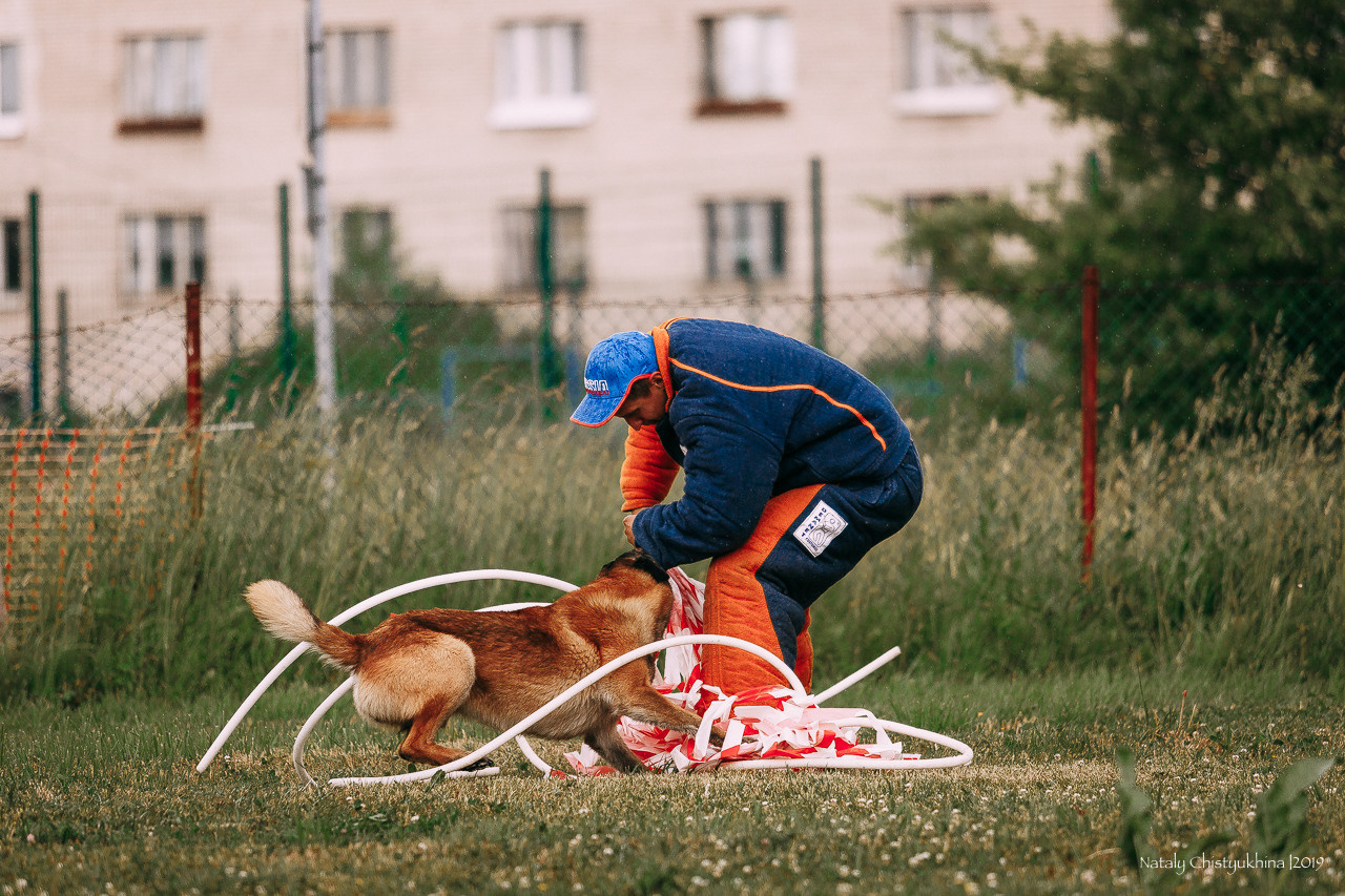 Соревнования по мондьорингу. Фотограф-анималист Наталия Чистюхина в г. Сосновый Бор и ЛО