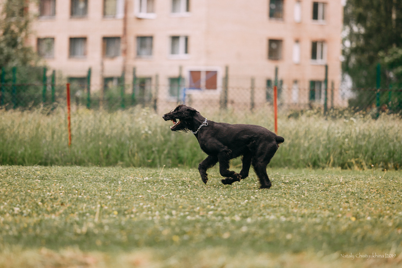 Соревнования БРР. Фотограф-анималист Наталия Чистюхина в г. Сосновый Бор и ЛО