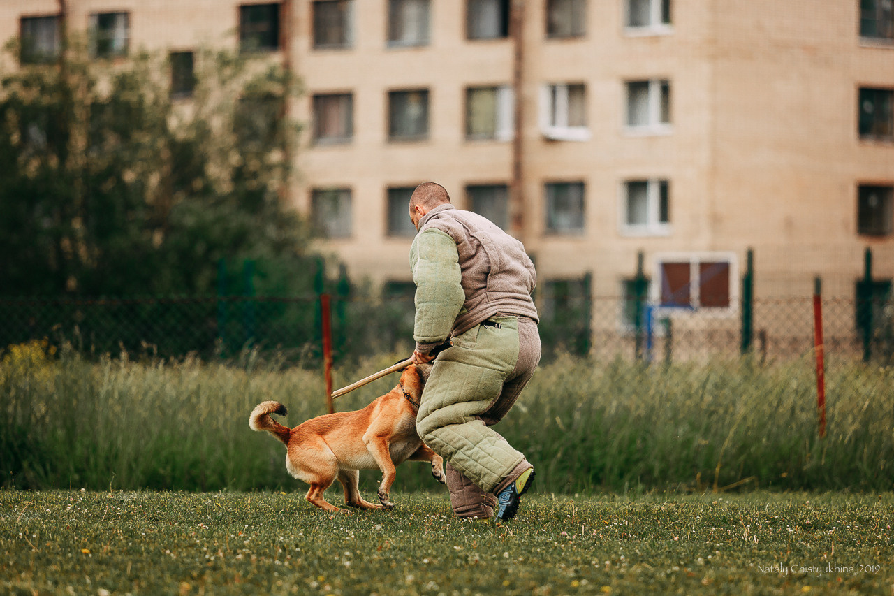 Соревнования БРР. Фотограф-анималист Наталия Чистюхина в г. Сосновый Бор и ЛО