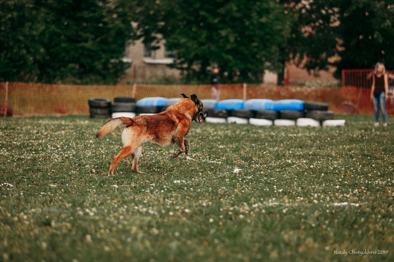 Соревнования по мондьорингу. Фотограф-анималист Наталия Чистюхина в г. Сосновый Бор и ЛО