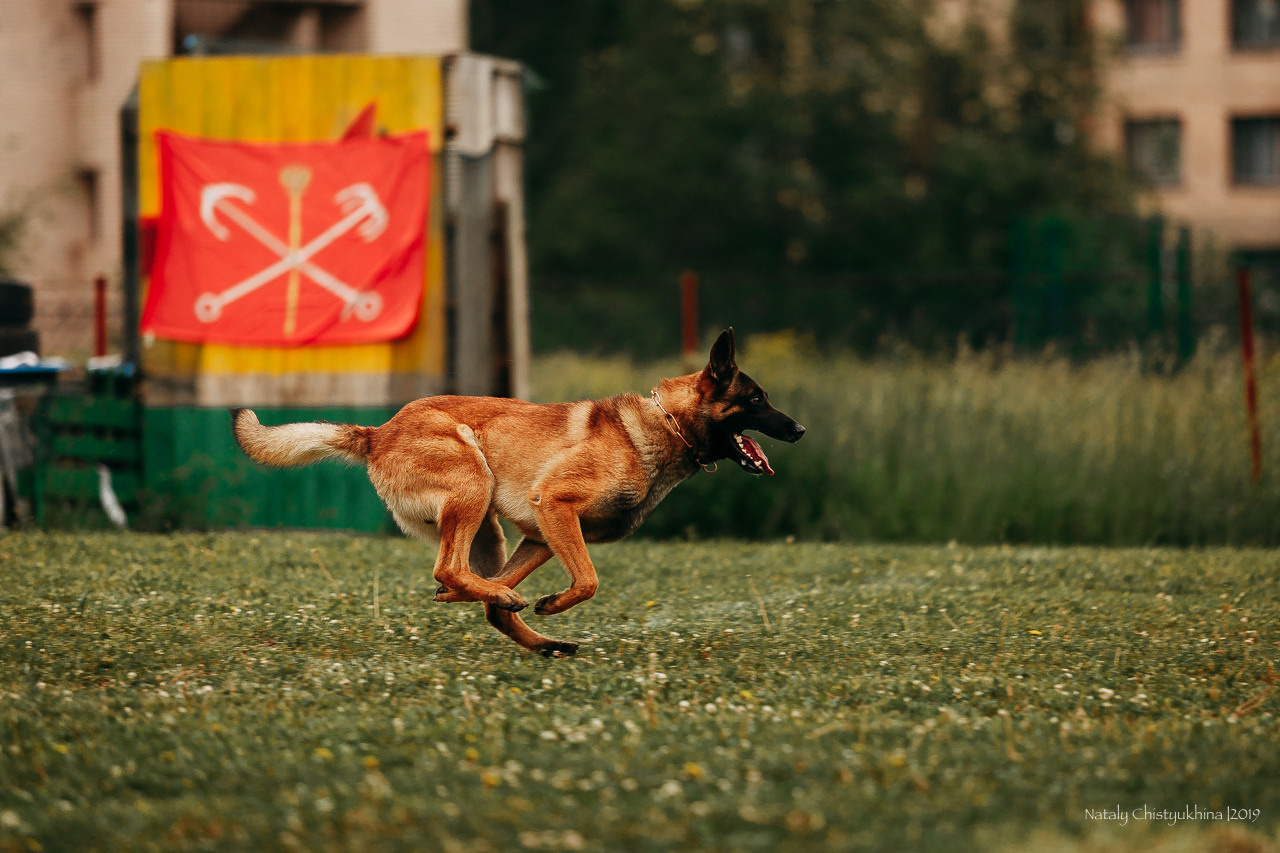 Соревнования БРР. Фотограф-анималист Наталия Чистюхина в г. Сосновый Бор и ЛО