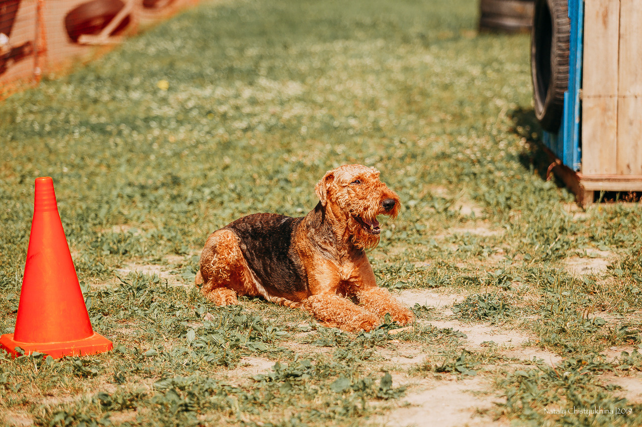Соревнования по мондьорингу. Фотограф-анималист Наталия Чистюхина в г. Сосновый Бор и ЛО