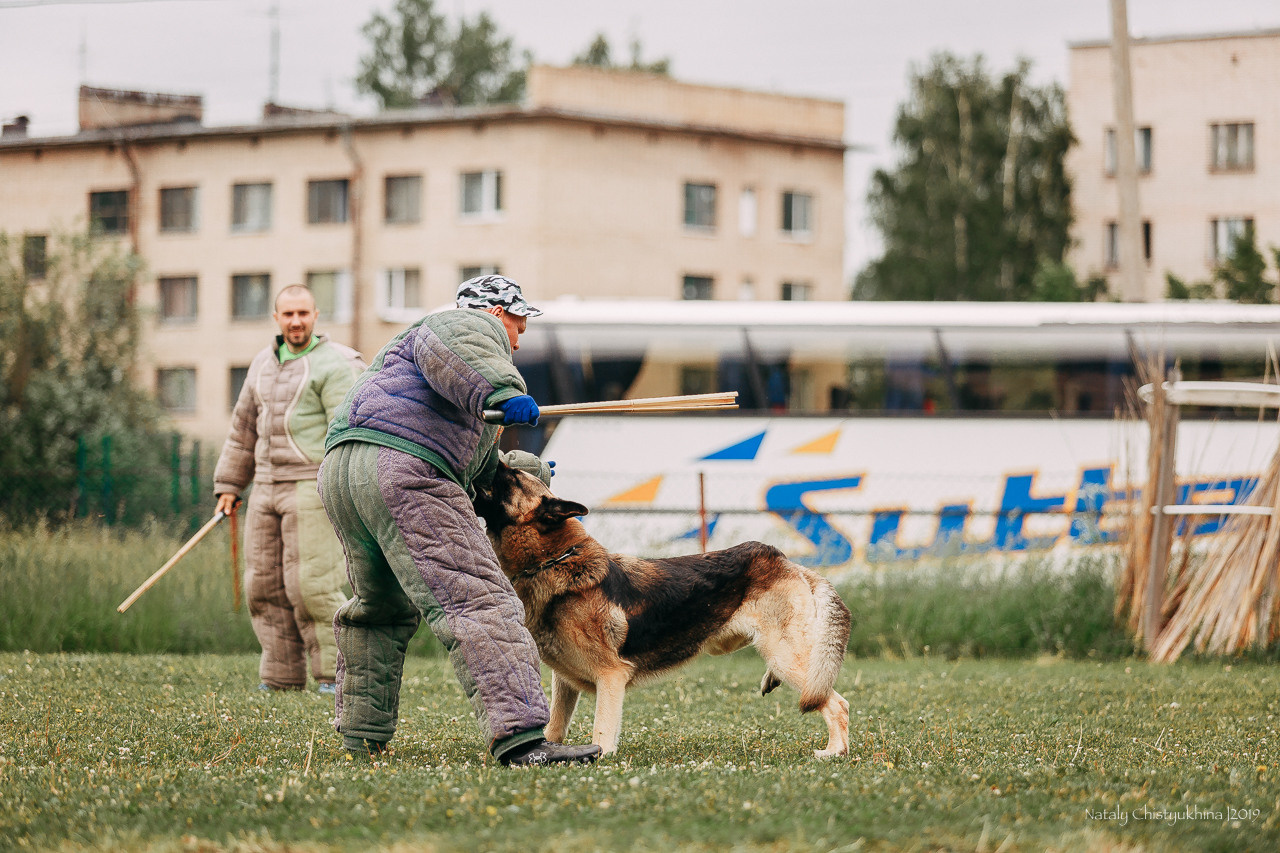 Соревнования БРР. Фотограф-анималист Наталия Чистюхина в г. Сосновый Бор и ЛО