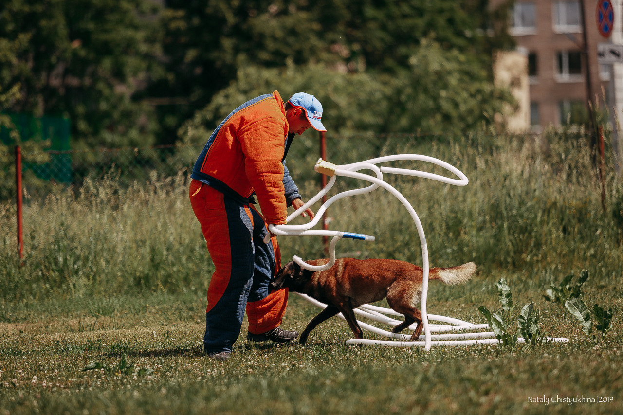 Соревнования по мондьорингу. Фотограф-анималист Наталия Чистюхина в г. Сосновый Бор и ЛО