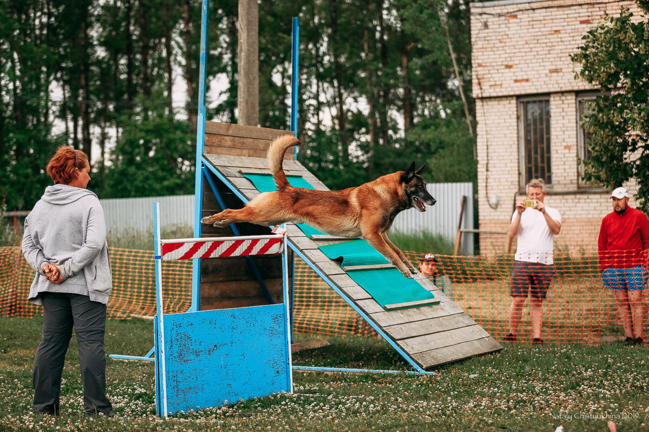 Соревнования по мондьорингу. Фотограф-анималист Наталия Чистюхина в г. Сосновый Бор и ЛО