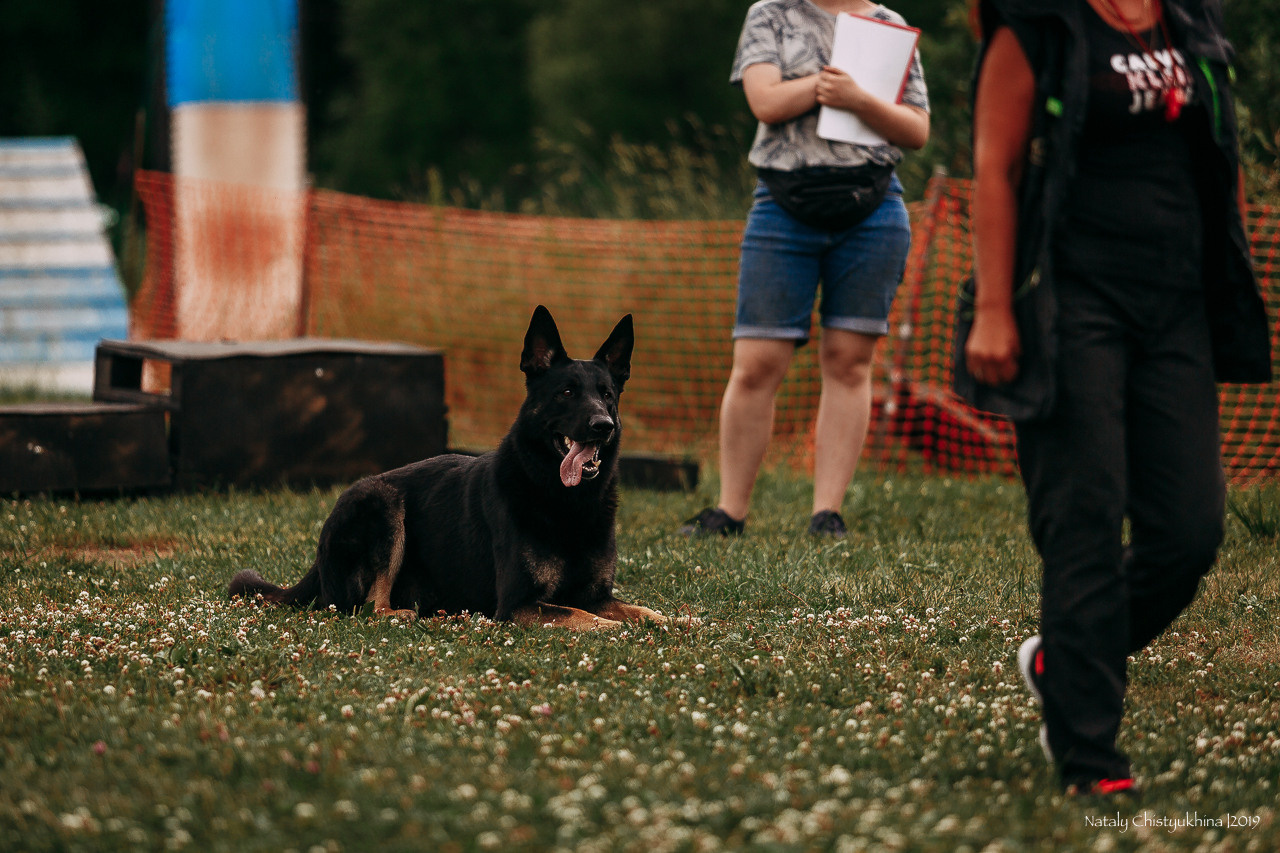 Соревнования по мондьорингу. Фотограф-анималист Наталия Чистюхина в г. Сосновый Бор и ЛО
