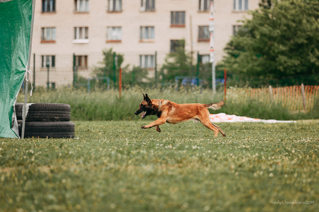 Соревнования БРР. Фотограф-анималист Наталия Чистюхина в г. Сосновый Бор и ЛО