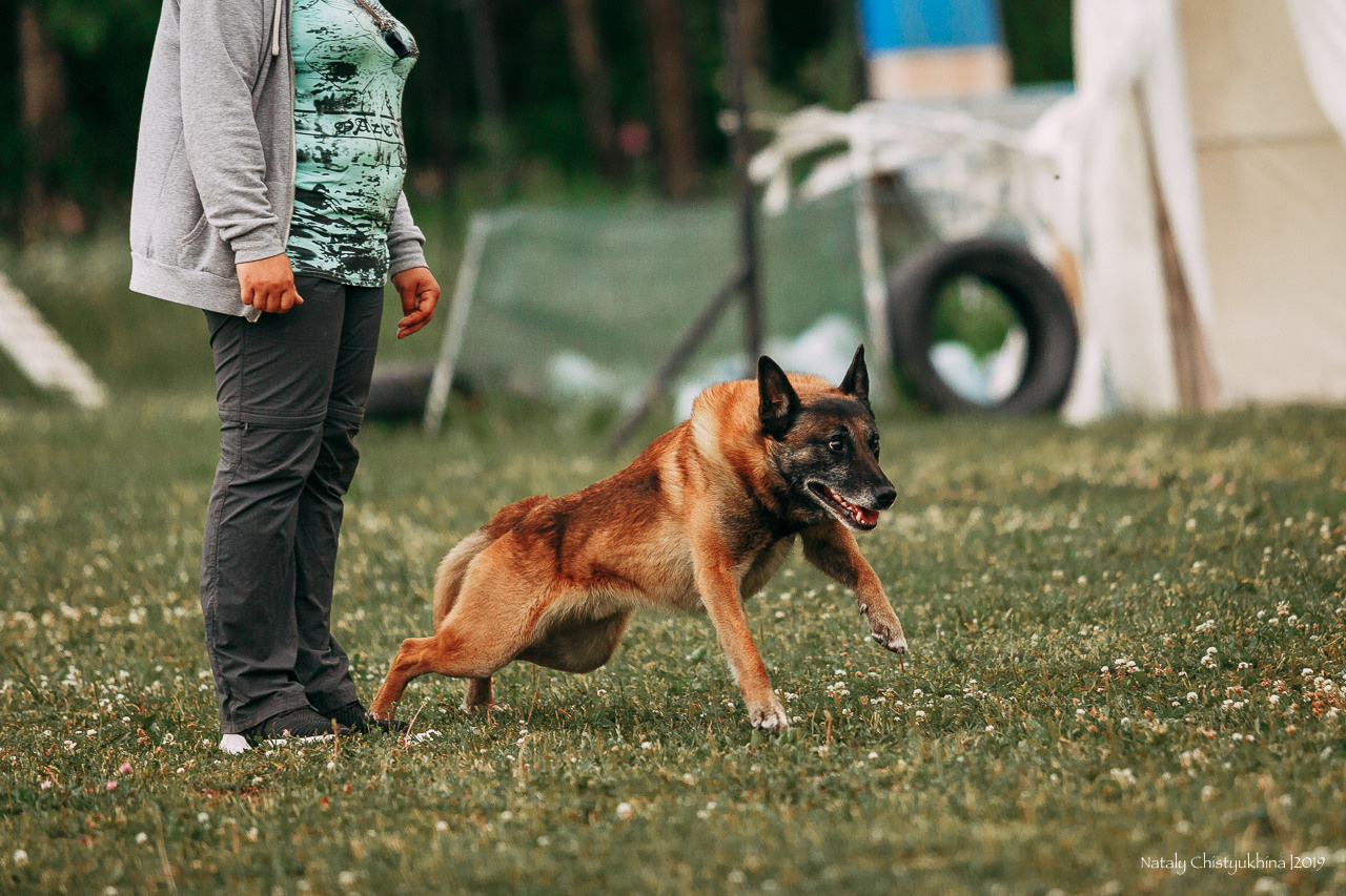 Соревнования по мондьорингу. Фотограф-анималист Наталия Чистюхина в г. Сосновый Бор и ЛО