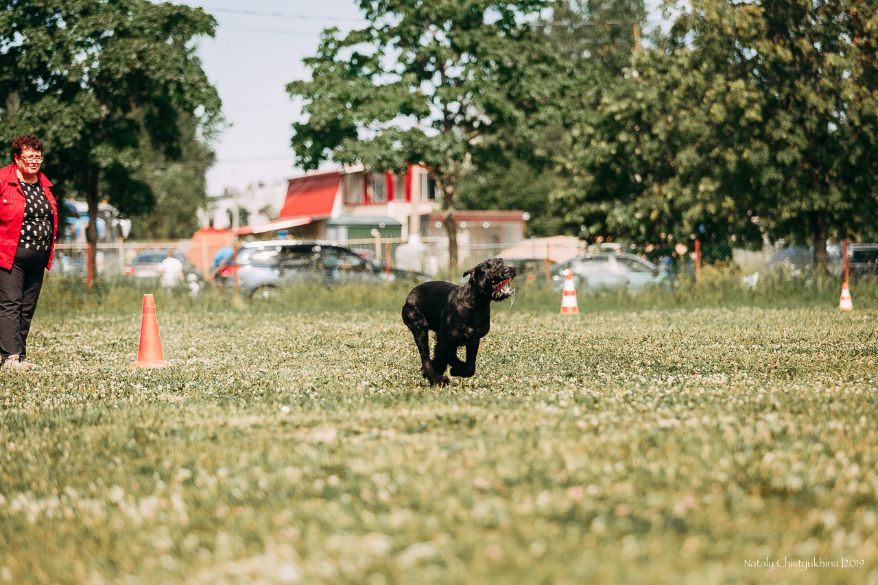 Соревнования по мондьорингу. Фотограф-анималист Наталия Чистюхина в г. Сосновый Бор и ЛО