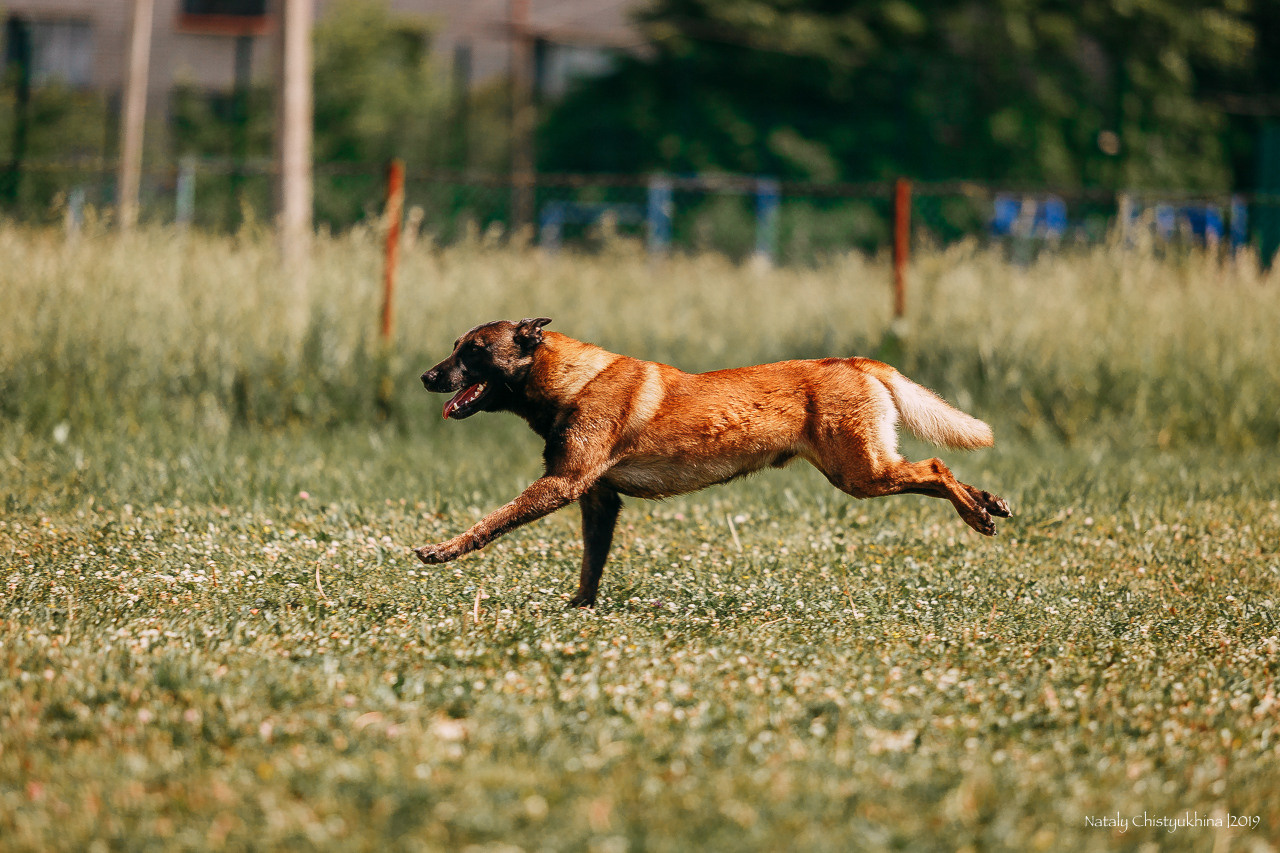 Соревнования по мондьорингу. Фотограф-анималист Наталия Чистюхина в г. Сосновый Бор и ЛО