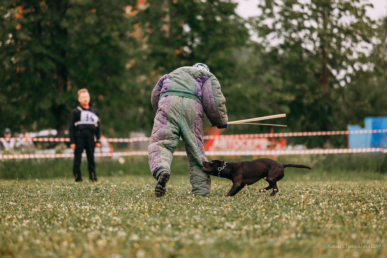 Соревнования БРР. Фотограф-анималист Наталия Чистюхина в г. Сосновый Бор и ЛО