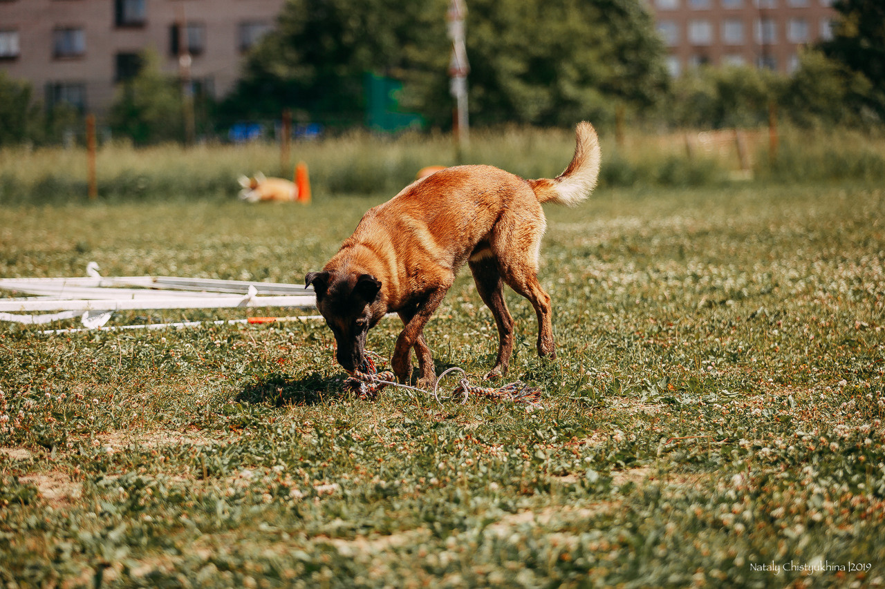 Соревнования по мондьорингу. Фотограф-анималист Наталия Чистюхина в г. Сосновый Бор и ЛО