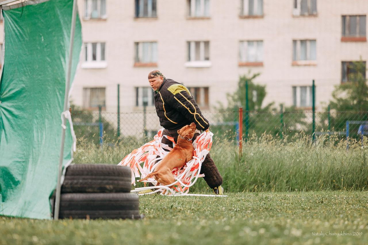 Соревнования БРР. Фотограф-анималист Наталия Чистюхина в г. Сосновый Бор и ЛО