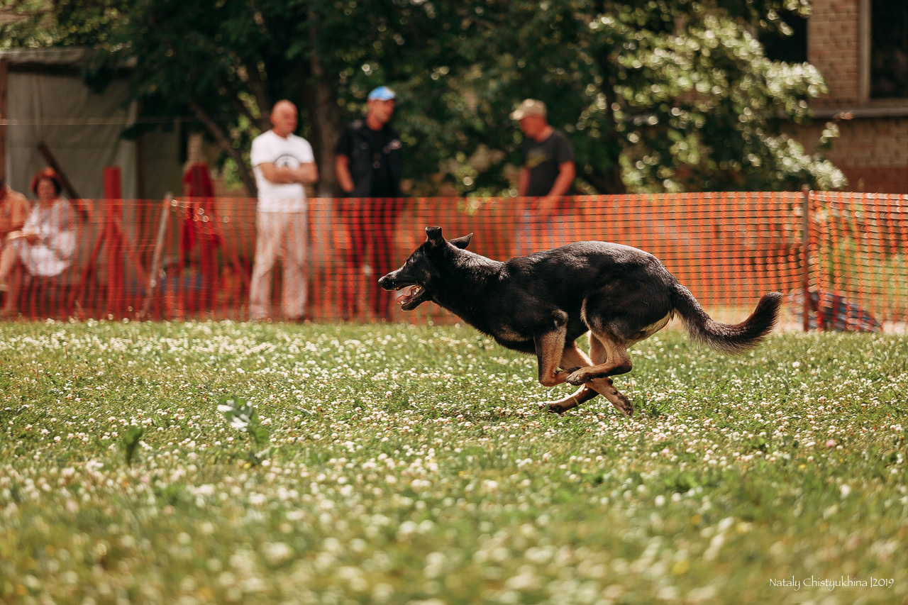 Соревнования по мондьорингу. Фотограф-анималист Наталия Чистюхина в г. Сосновый Бор и ЛО